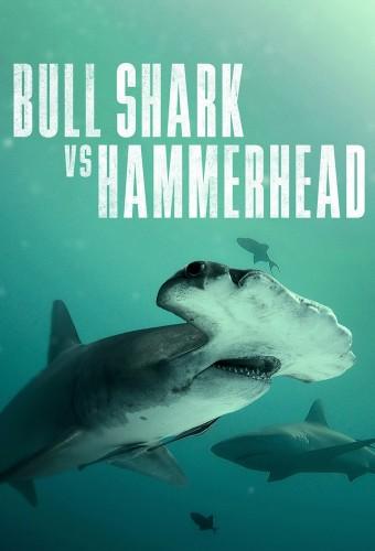 Bull Shark Vs. Hammerhead