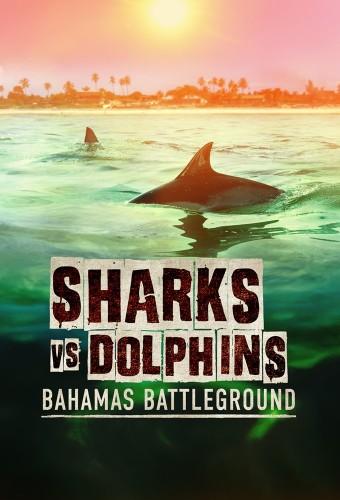 Sharks Vs. Dolphins: Bahamas Battleground