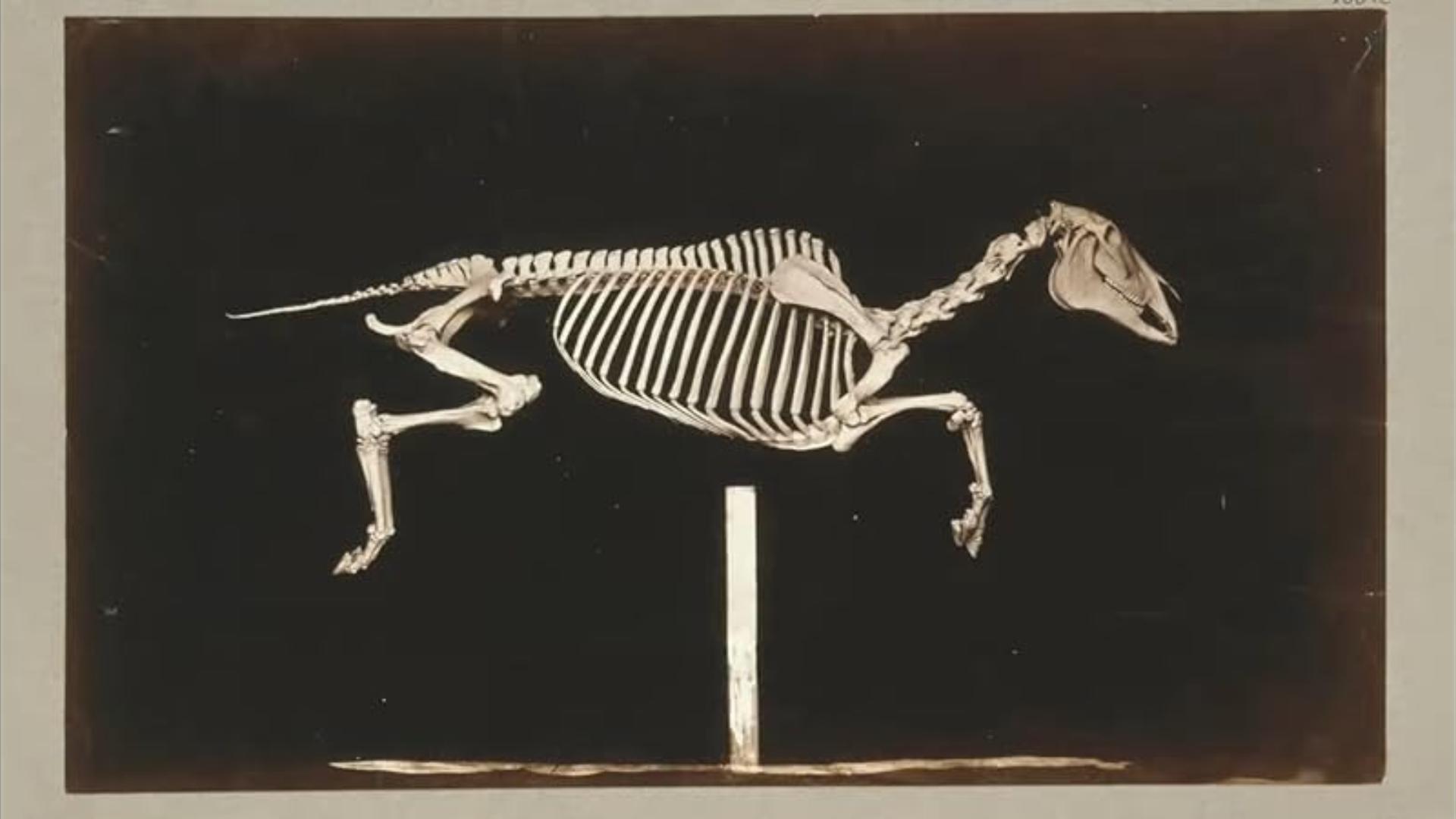 Skeleton of Horse