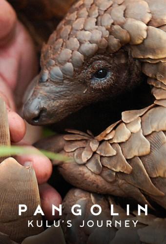 Pangolin: Kulu’s Journey