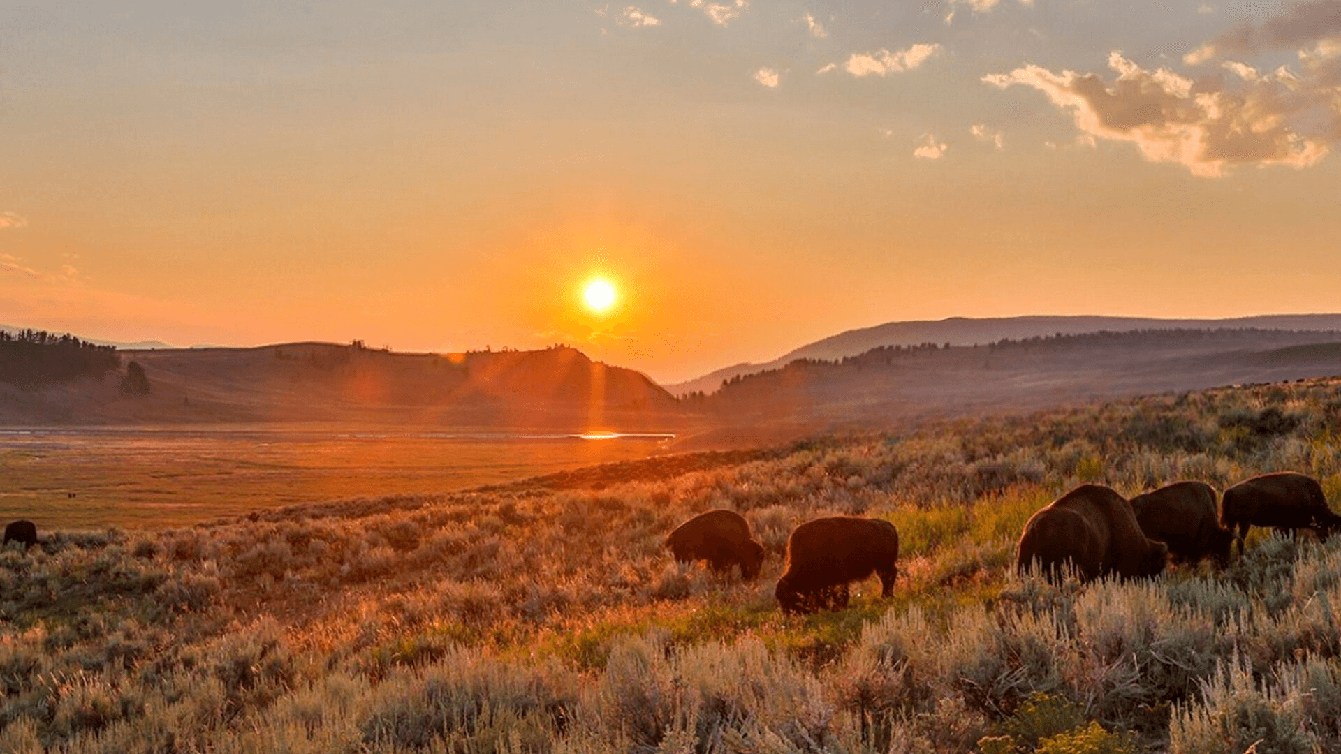 Wild Yellowstone