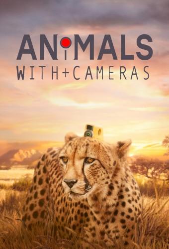 Animals with Cameras