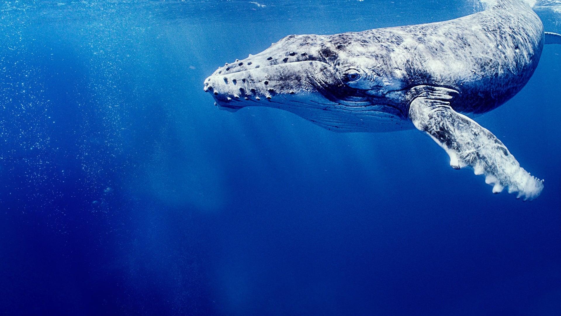 Les Secrets des baleines