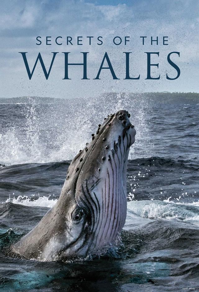 Les Secrets des baleines