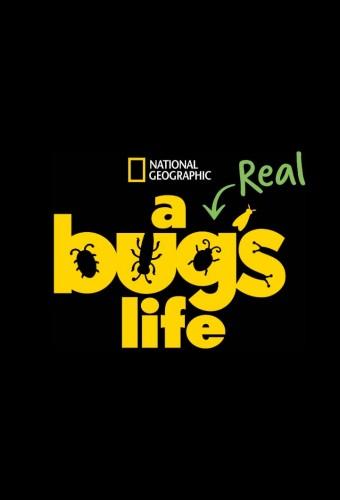 A Real Bug's Life