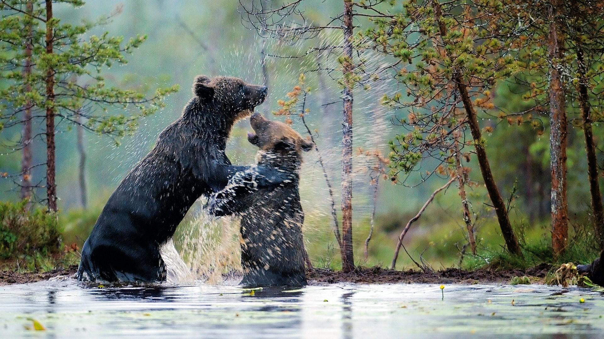 Europe's New Wild