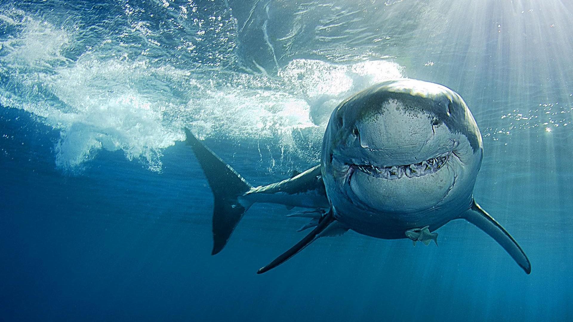 Genius Sea Hunters