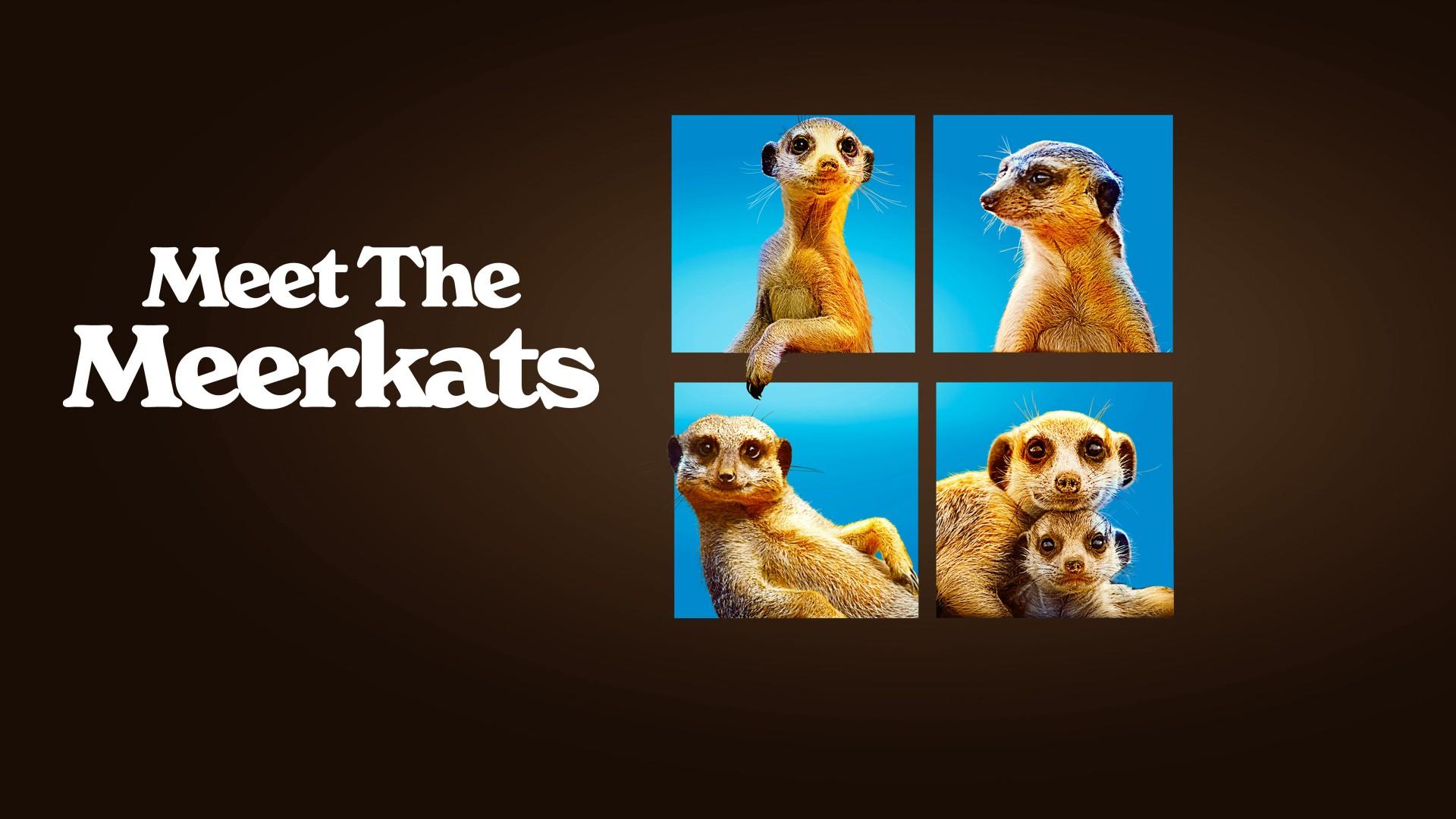 Meet the Meerkats