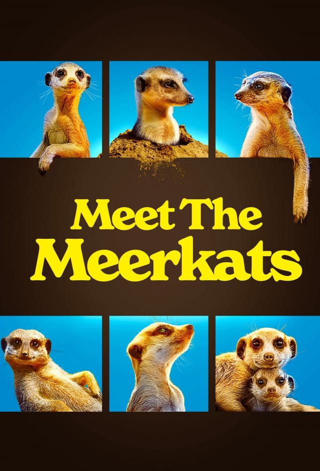 Meet the Meerkats