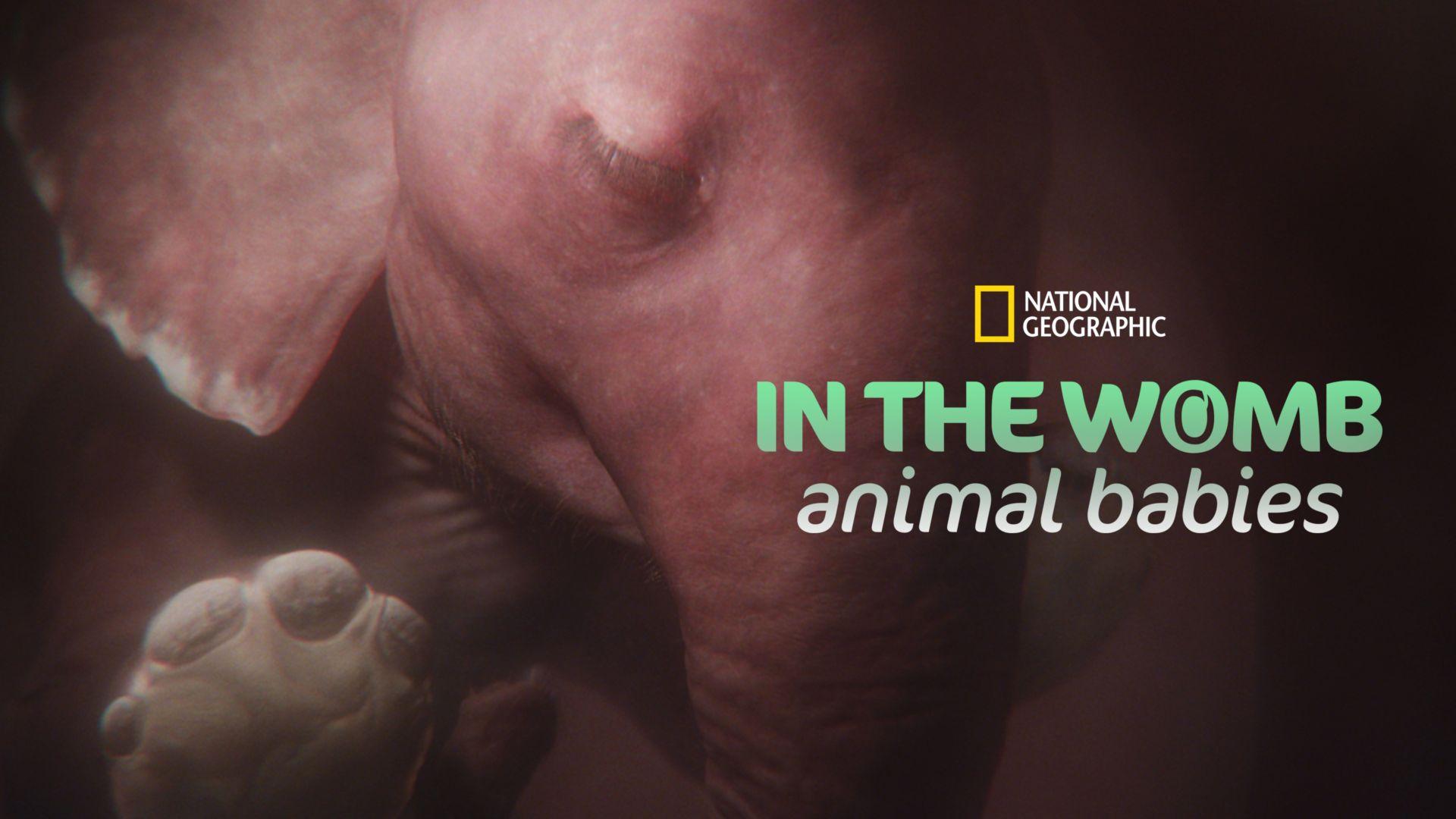 In the Womb: Animal Babies