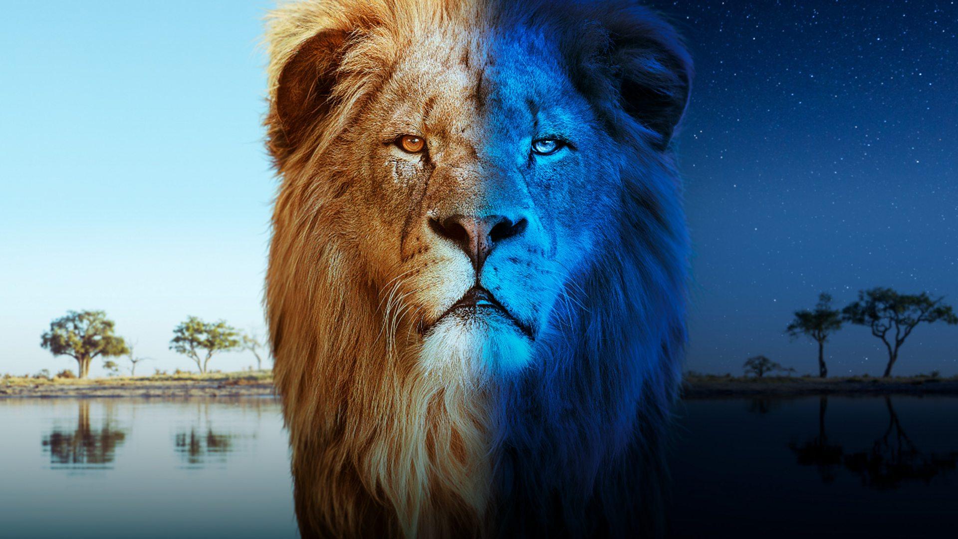 Big Cats 24/7