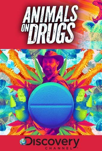 Animals On Drugs