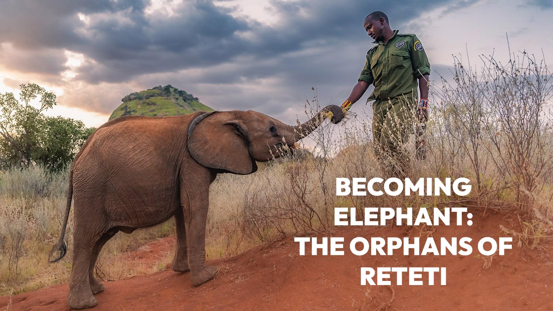 Becoming Elephant: The Orphans of Reteti