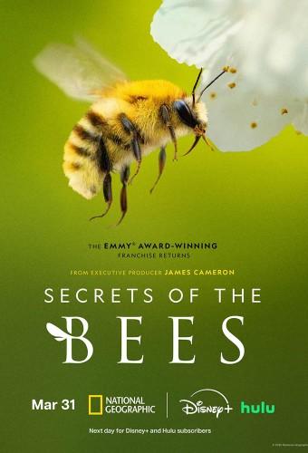 Secrets of the Bees