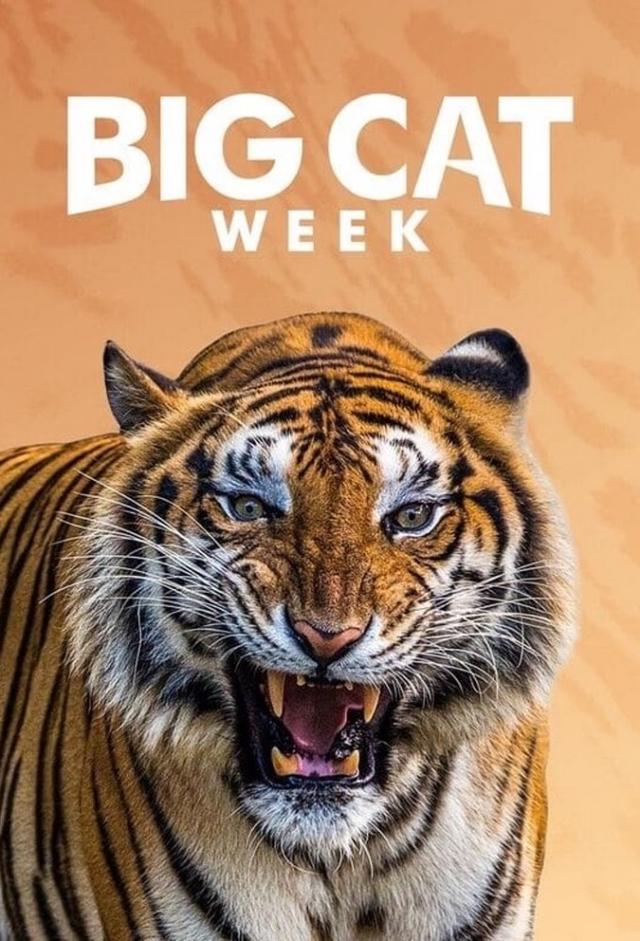 Big Cat Week