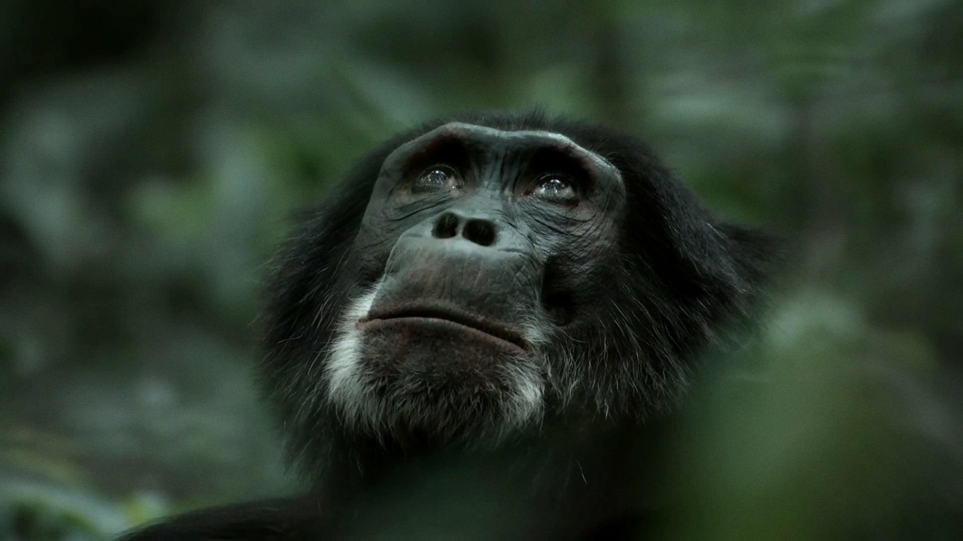 Rise of the Warrior Apes
