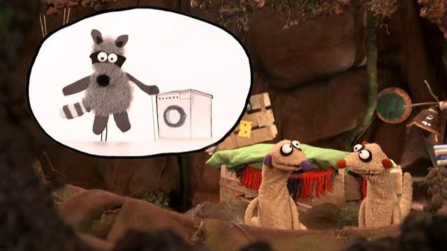 Der Waschbär mit den 1.000 Socken