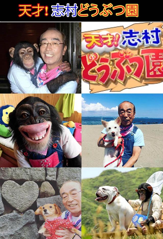 天才!志村どうぶつ園