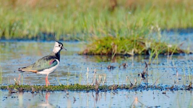 La Reserva de la Biosfera Berezinsky