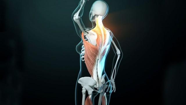 Fascinating Fasciae - The Hidden World Under Our Skin