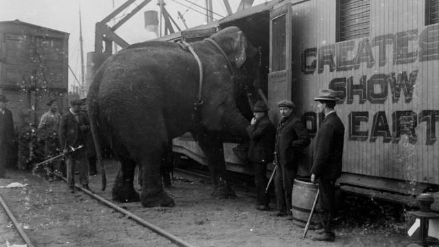 Fritz, the Elephant - A Tragic Story