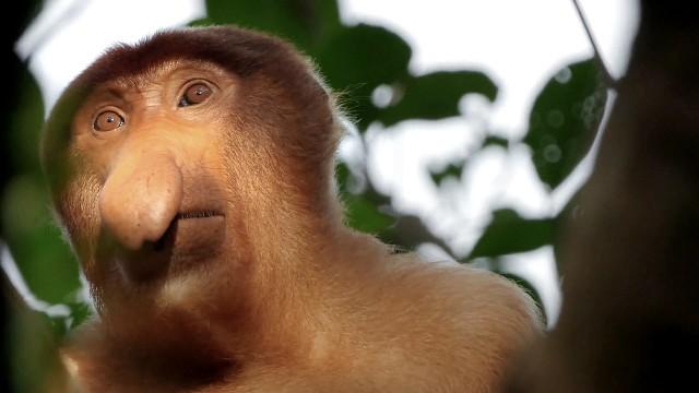 Borneo