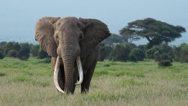 Tusker: Brotherhood of Elephants