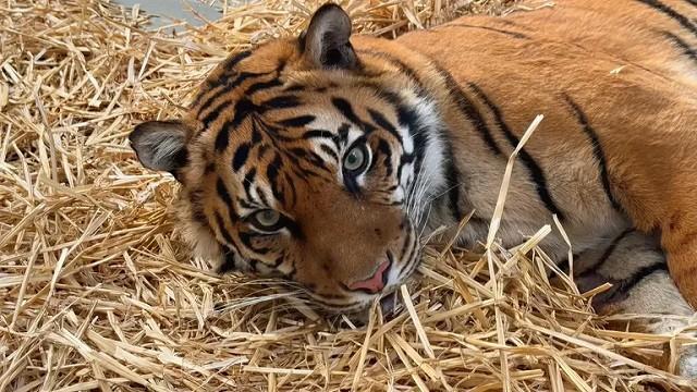 It's Tiger Time