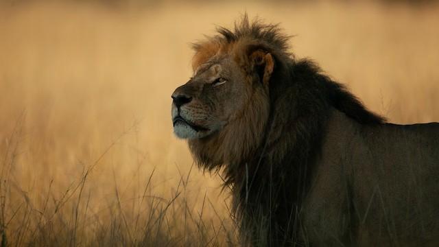 Cecil: The Lion and the Dentist