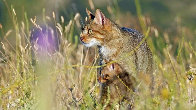 Jäger und Gejagte - Tierwelt der Iberischen Halbinsel