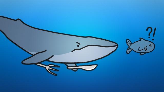 Why Don't Blue Whales Eat Fish?
