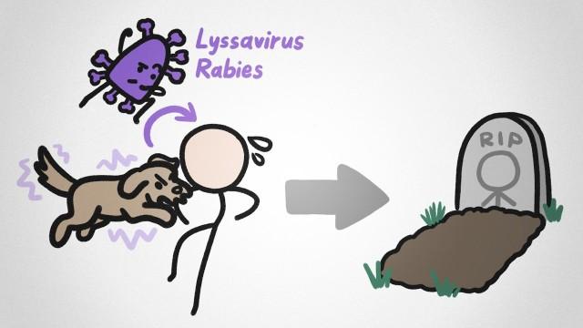 The Weird Reason Rabies Is So Deadly
