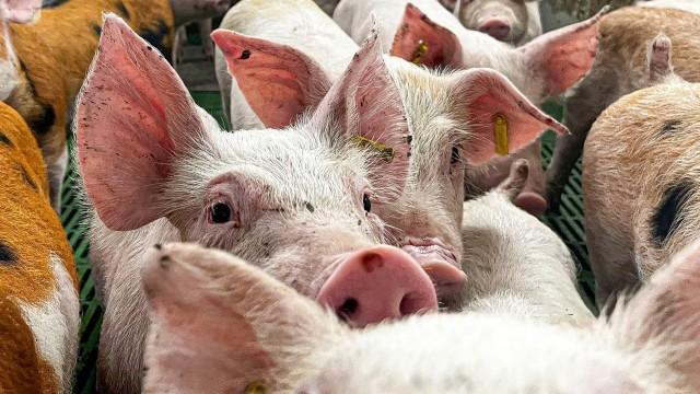 Ocho mil millones en juego: qué significa para España la crisis de la peste porcina