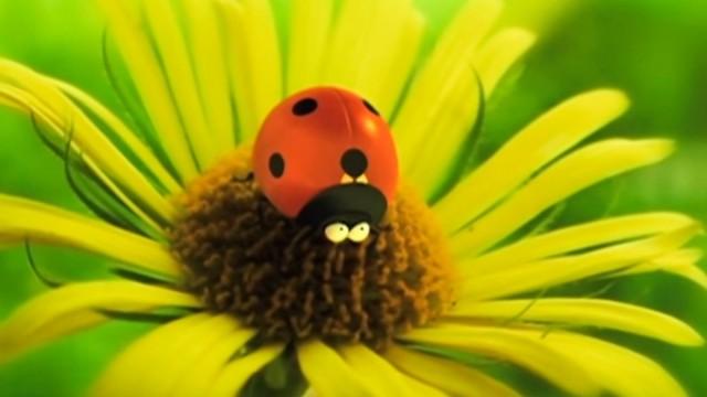 The Ladybug