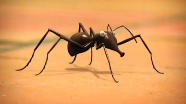 Ants
