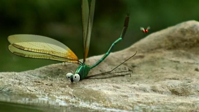 Dragonflies