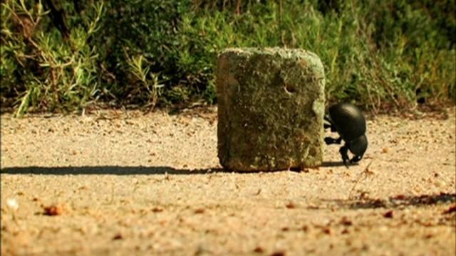 Dung Beetle Blues