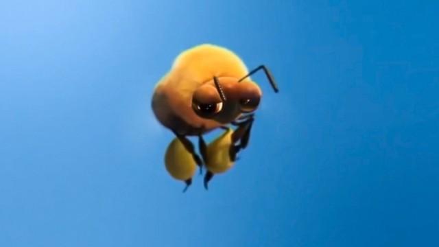 A Bee's Night Out