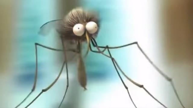 A Mosquito Day Afternoon