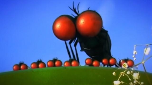 Horsefly