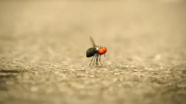 Mad Fly