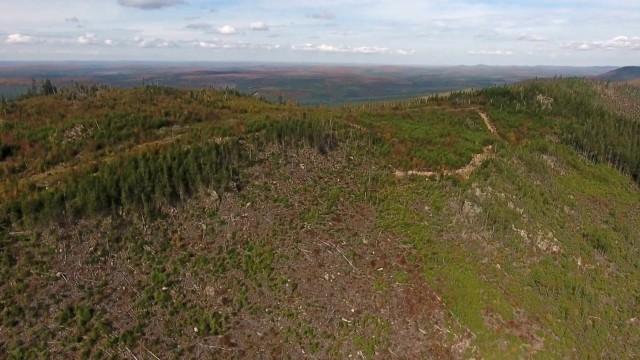 La forêt désenchantée / Un silence religieux