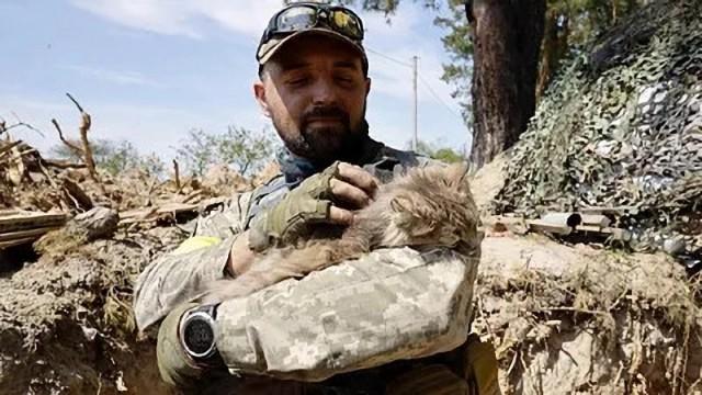 Cats Join the War Effort