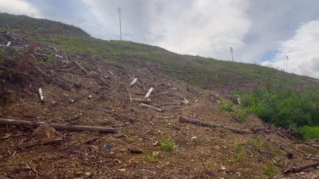 Quand nos forêts partent en fumée