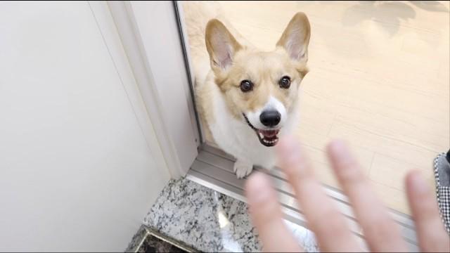 Baekhyun's Vlog (Mong-ryong/큥튜브/Corgi Tube/My Clone)